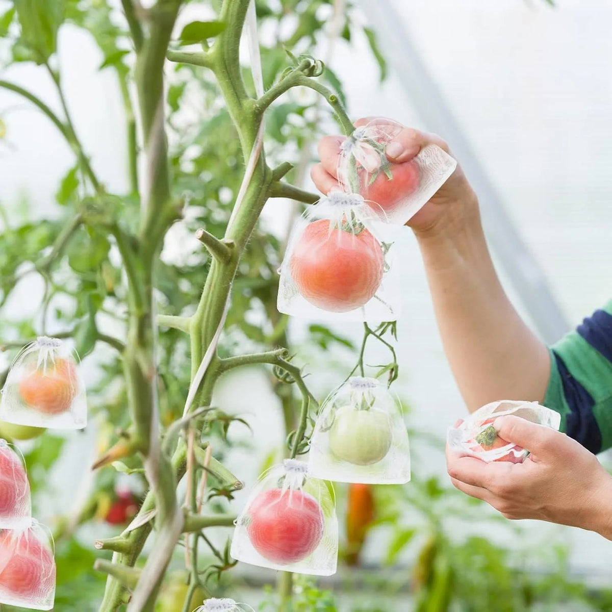 🔥Last Day 40%Off ✨Reusable Fruit Protection Bags🌿