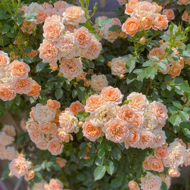 Climbing Rose Seeds