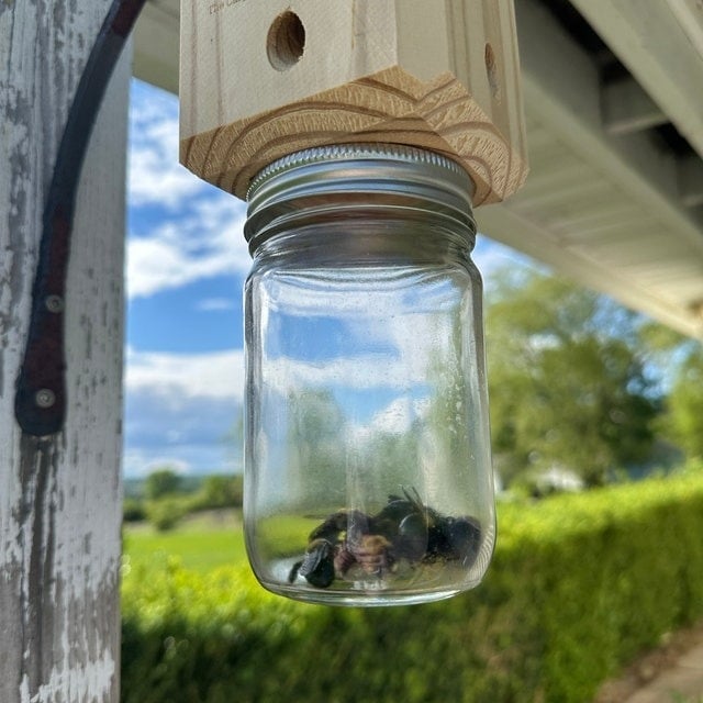 🔥Last 4 hours Sale: Save 49%-⏳Handmade Carpenter Bee Trap