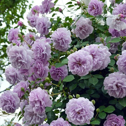 Climbing Rose Seeds