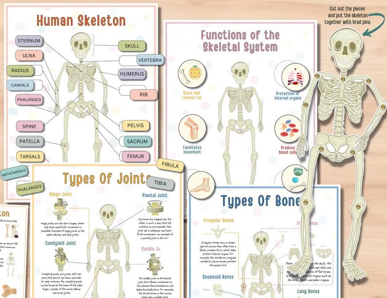 🔥LAST DAY 57% OFF -📚Human Anatomy Busy Book