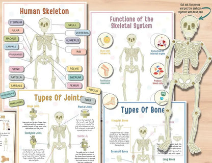🔥LAST DAY 57% OFF -📚Human Anatomy Busy Book