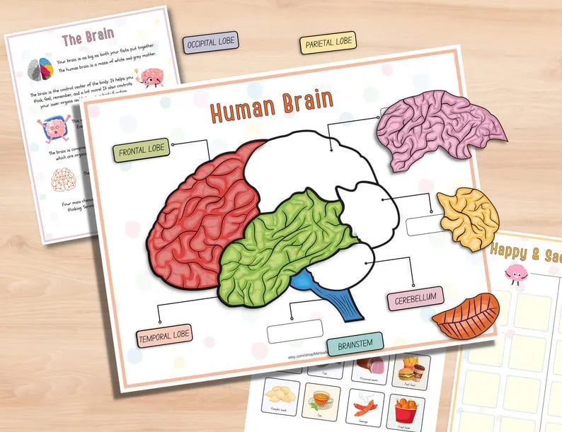 🔥LAST DAY 57% OFF -📚Human Anatomy Busy Book