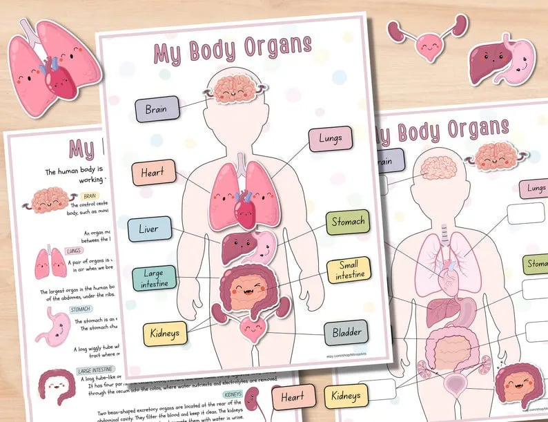 🔥LAST DAY 57% OFF -📚Human Anatomy Busy Book