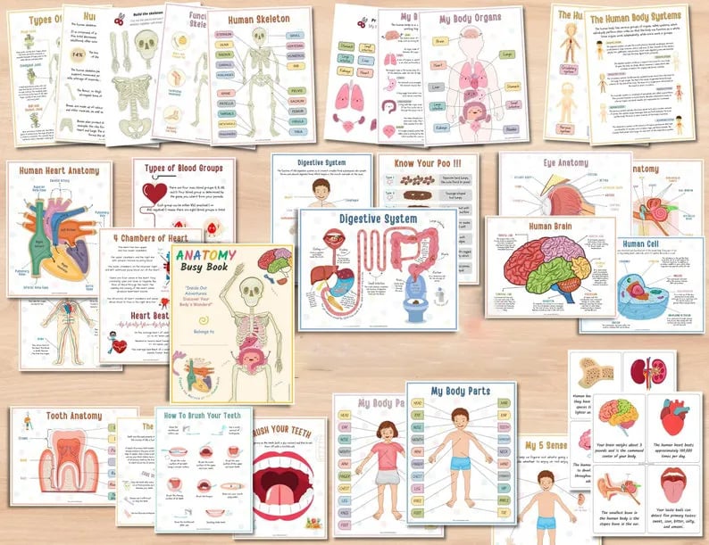 🔥LAST DAY 57% OFF -📚Human Anatomy Busy Book