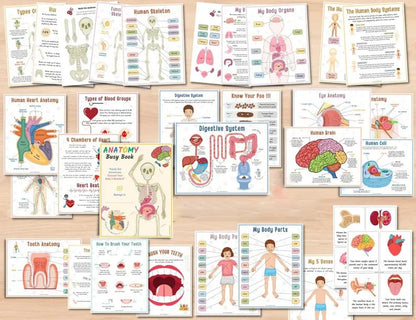 🔥LAST DAY 57% OFF -📚Human Anatomy Busy Book