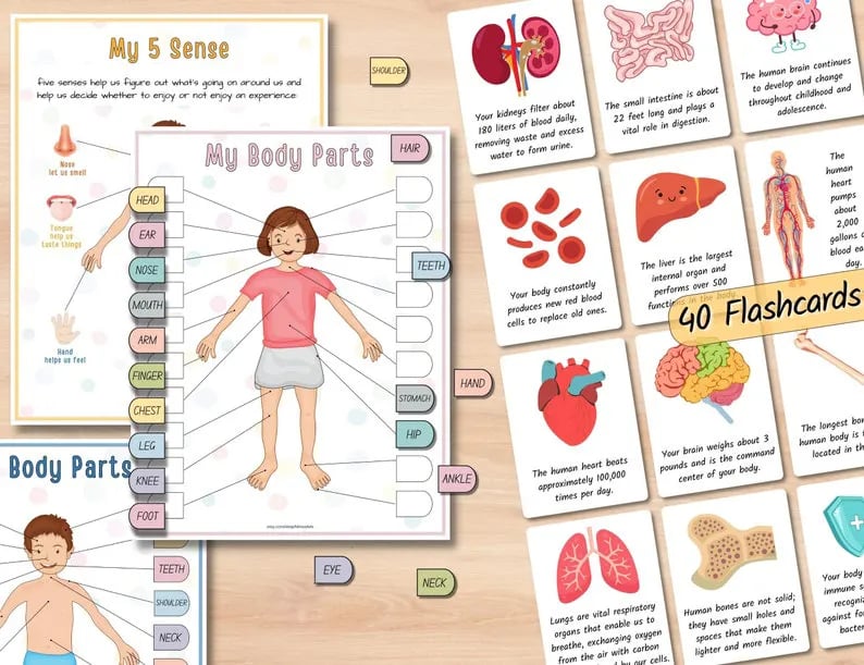 🔥LAST DAY 57% OFF -📚Human Anatomy Busy Book