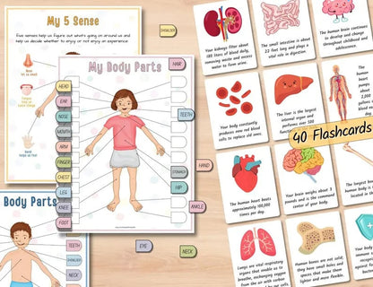 🔥LAST DAY 57% OFF -📚Human Anatomy Busy Book