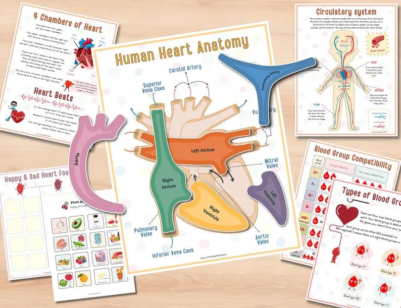 🔥LAST DAY 57% OFF -📚Human Anatomy Busy Book