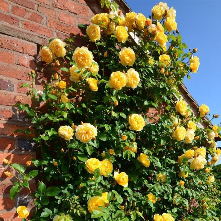 Climbing Rose Seeds