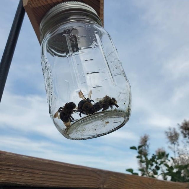 🔥Last 4 hours Sale: Save 49%-⏳Handmade Carpenter Bee Trap